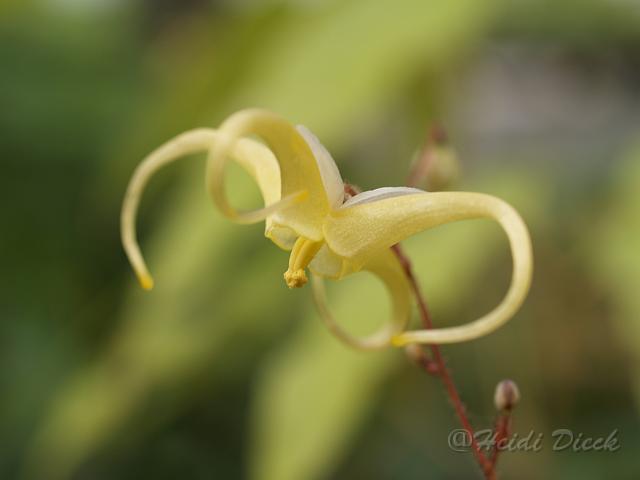 Epimedium rhizomatosum.JPG